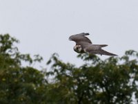 Ger- und Sakerfalke 039